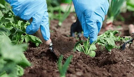 trabajo sin papeles en vivero o de jardinero